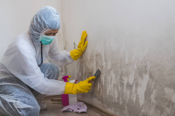 Why You Should Choose Our Mold Remediation Services in Roan Mountain, TN